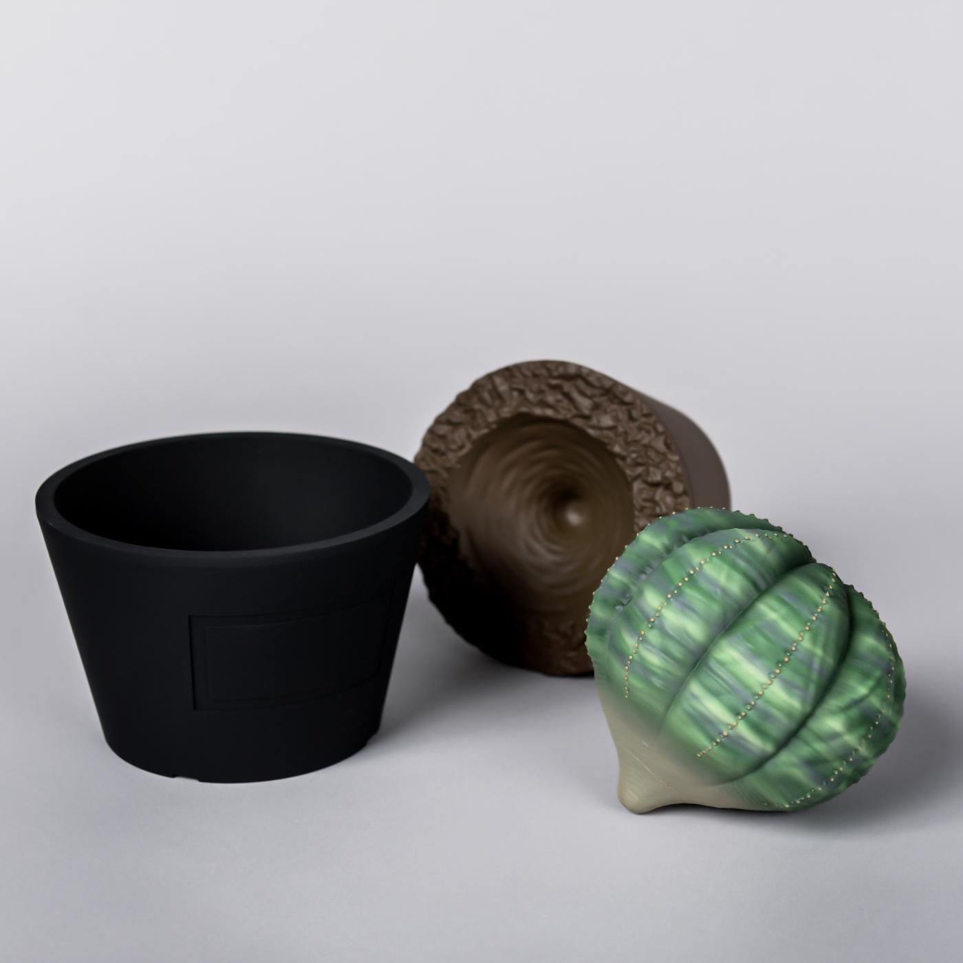 VCD Euphorbia obesa var.NORMAL