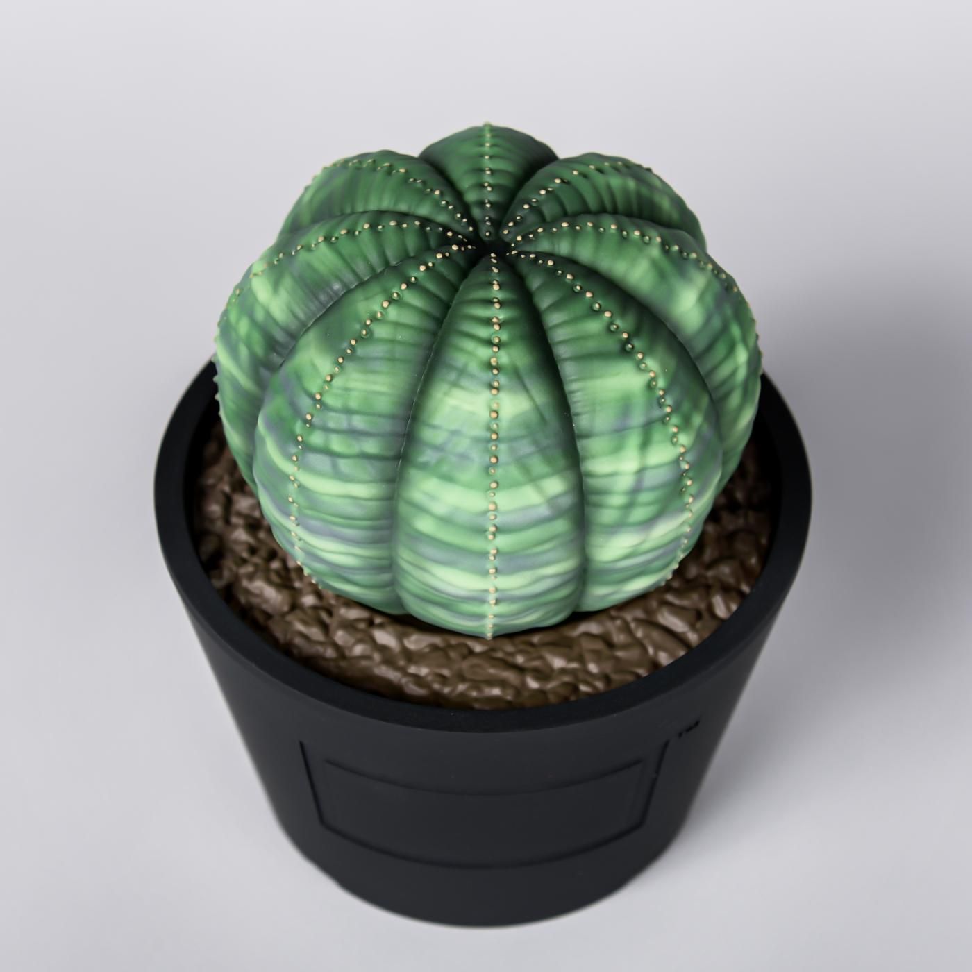 VCD Euphorbia obesa var.NORMAL