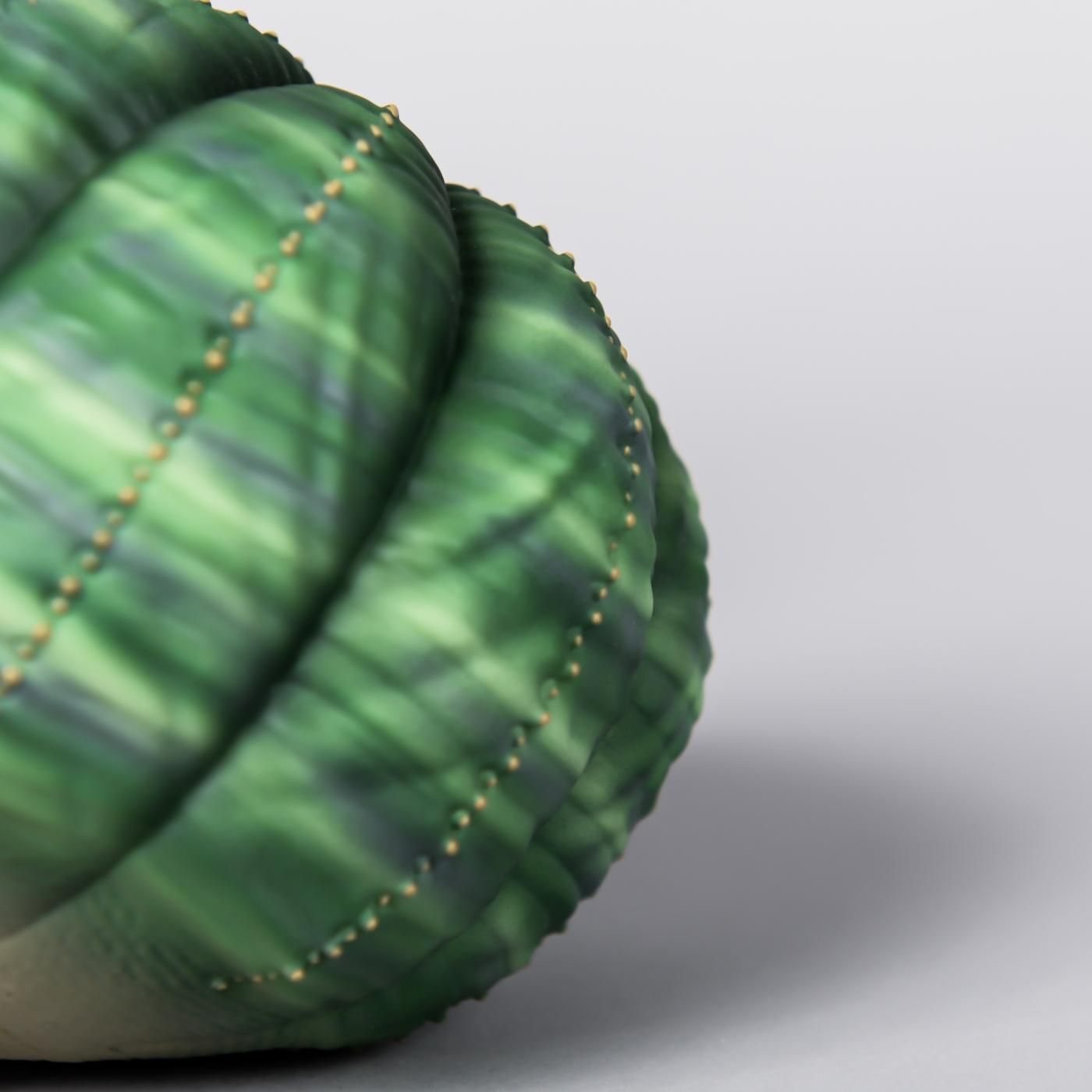 VCD Euphorbia obesa var.NORMAL