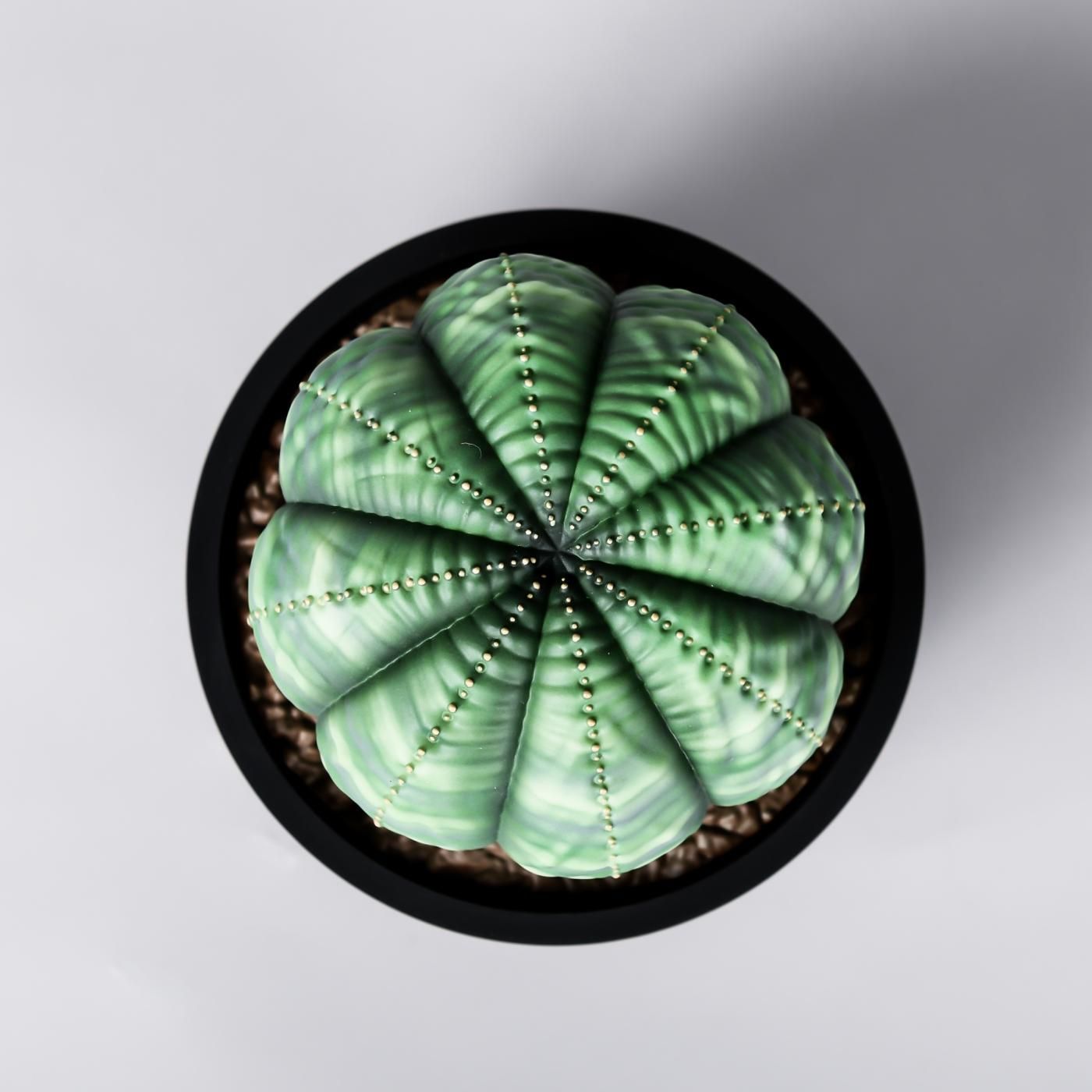 VCD Euphorbia obesa var.NORMAL