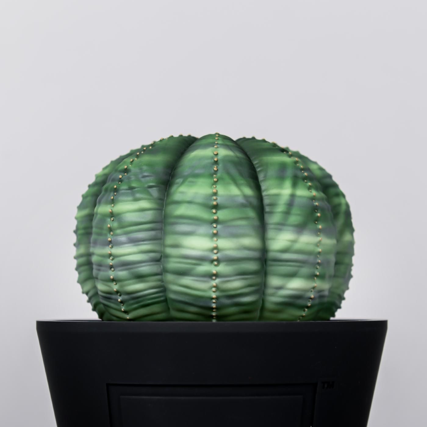 VCD Euphorbia obesa var.NORMAL