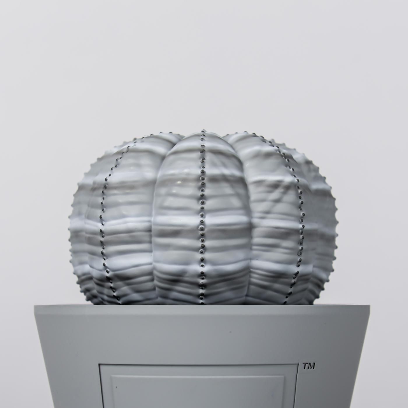 VCD Euphorbia obesa var.GRAY