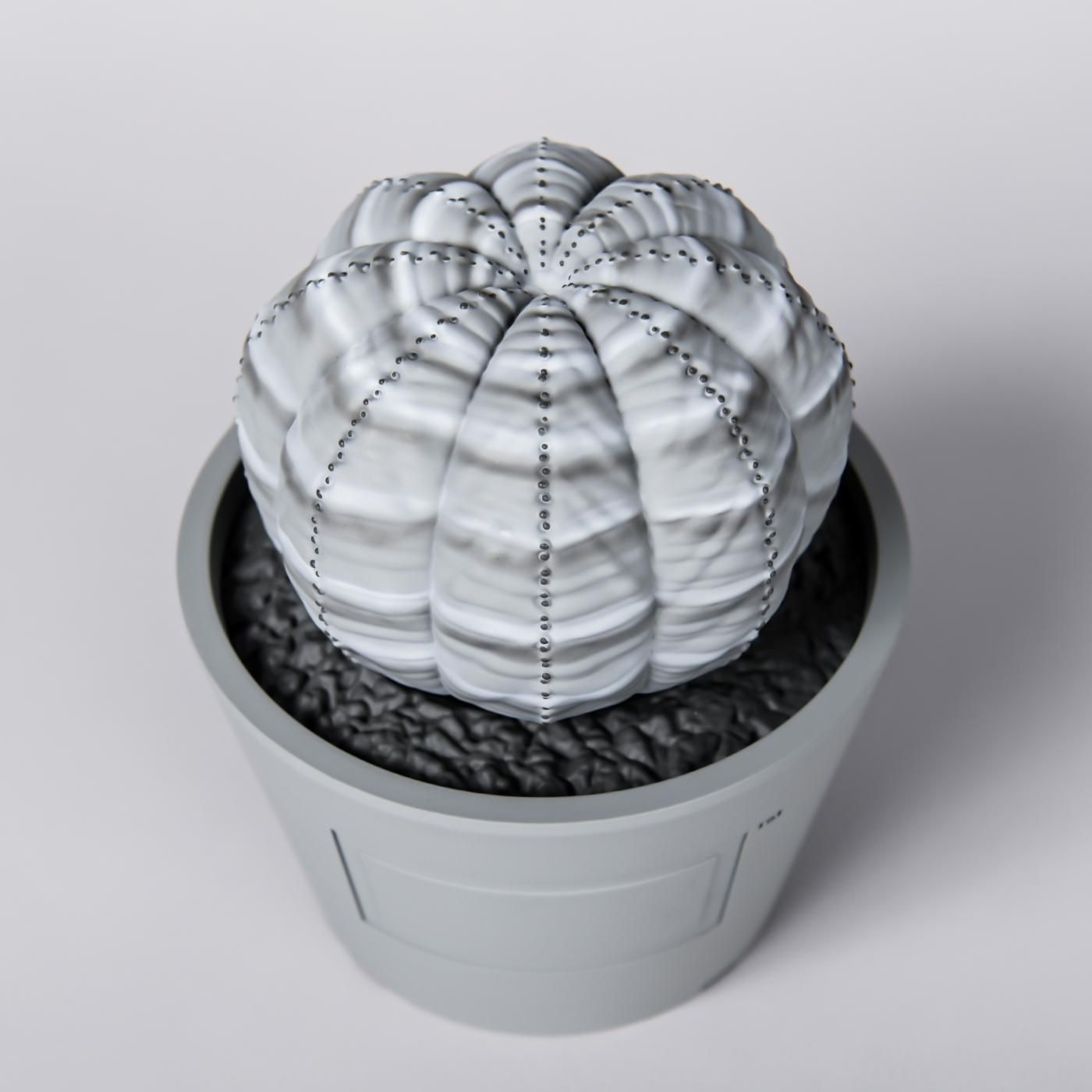 VCD Euphorbia obesa var.GRAY