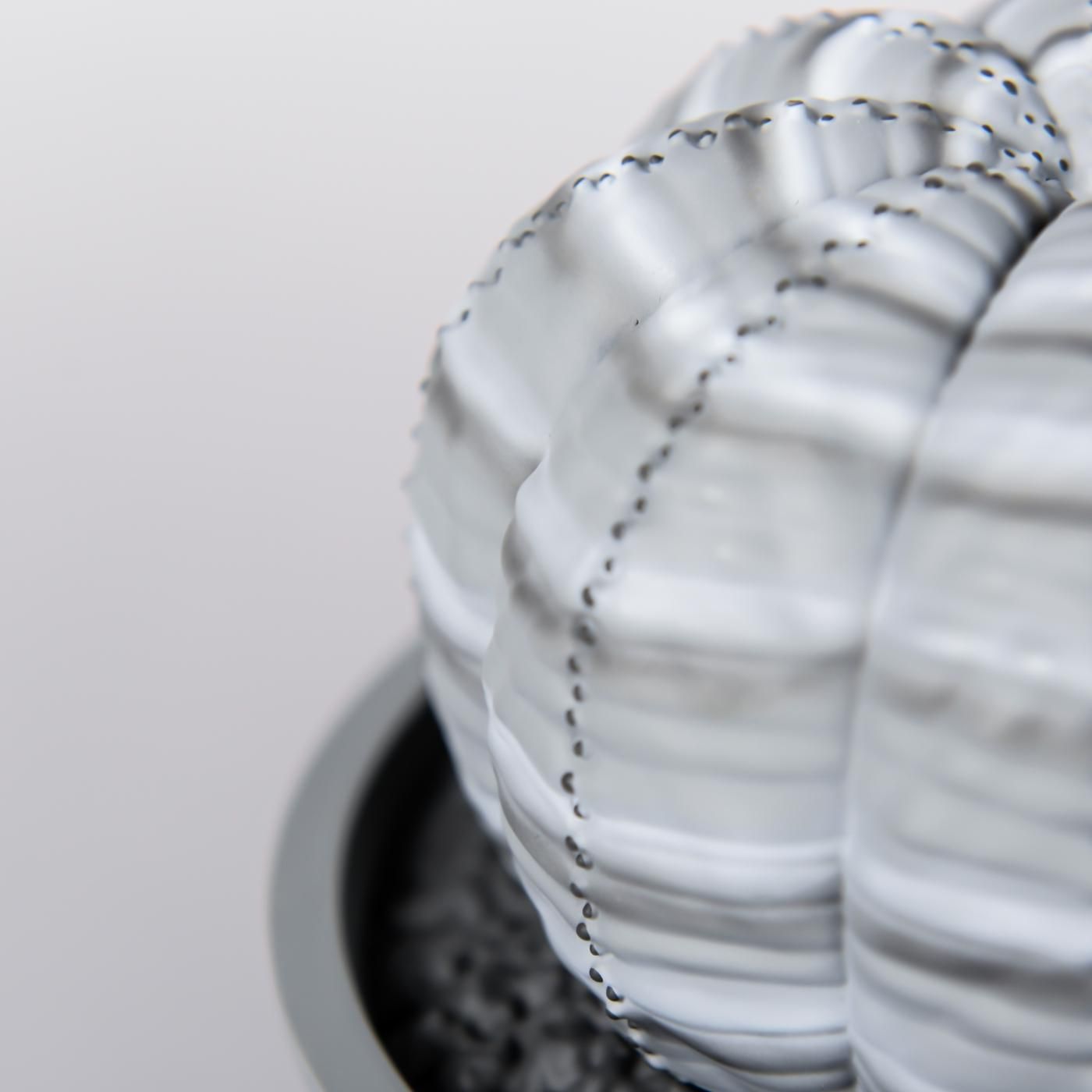 VCD Euphorbia obesa var.GRAY