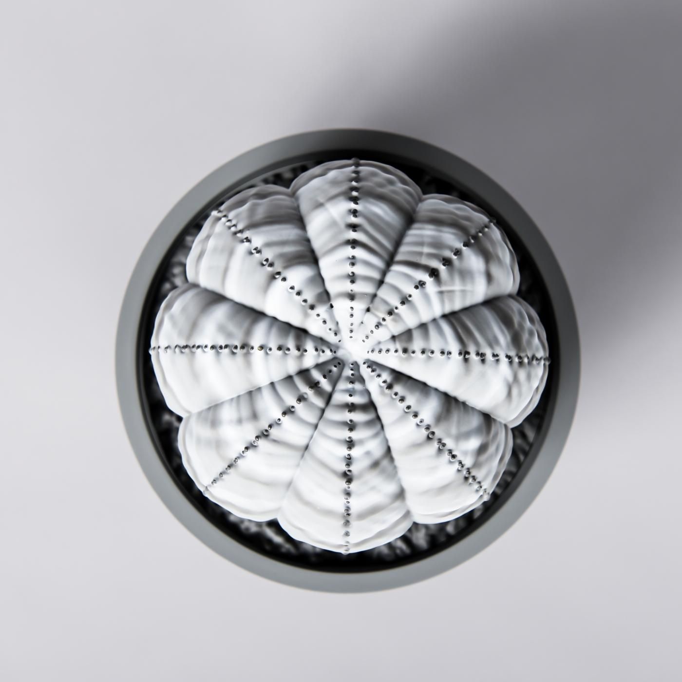 VCD Euphorbia obesa var.GRAY