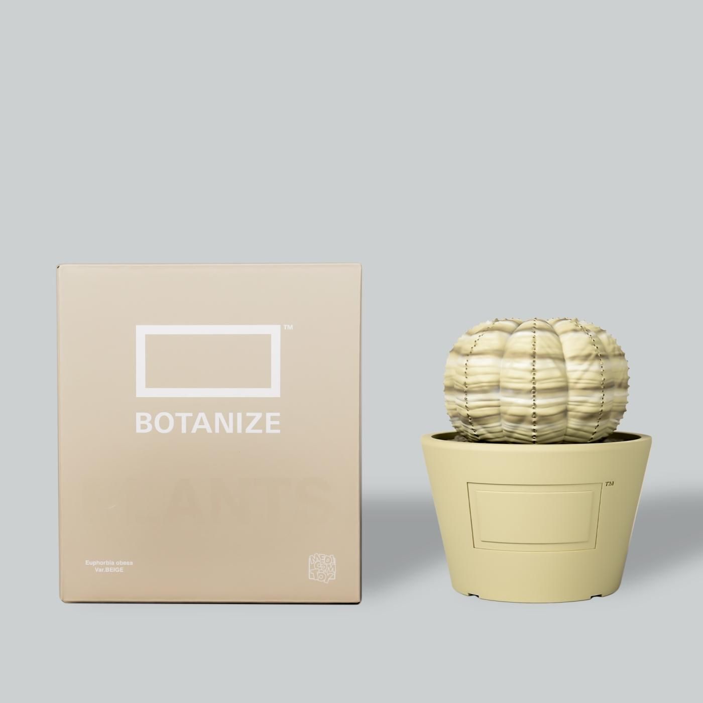 VCD Euphorbia obesa var.BEIGE