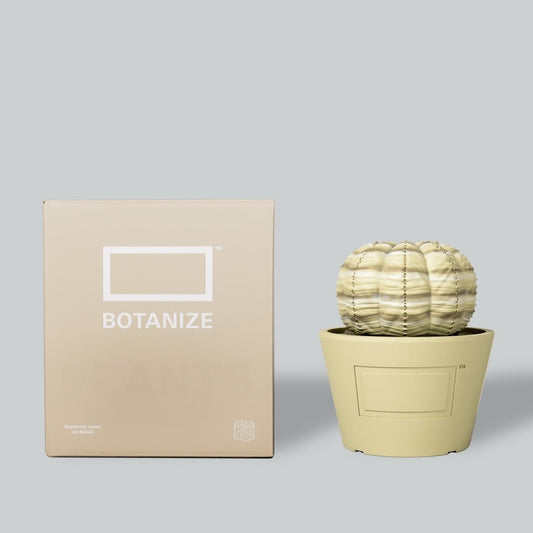 VCD Euphorbia obesa var.BEIGE