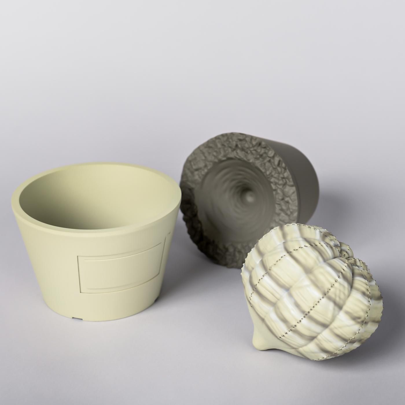 VCD Euphorbia obesa var.BEIGE