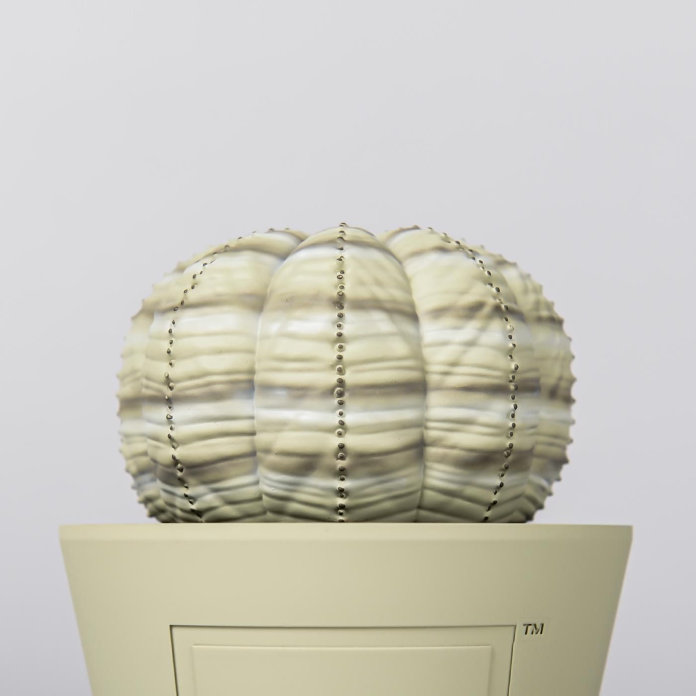 VCD Euphorbia obesa var.BEIGE