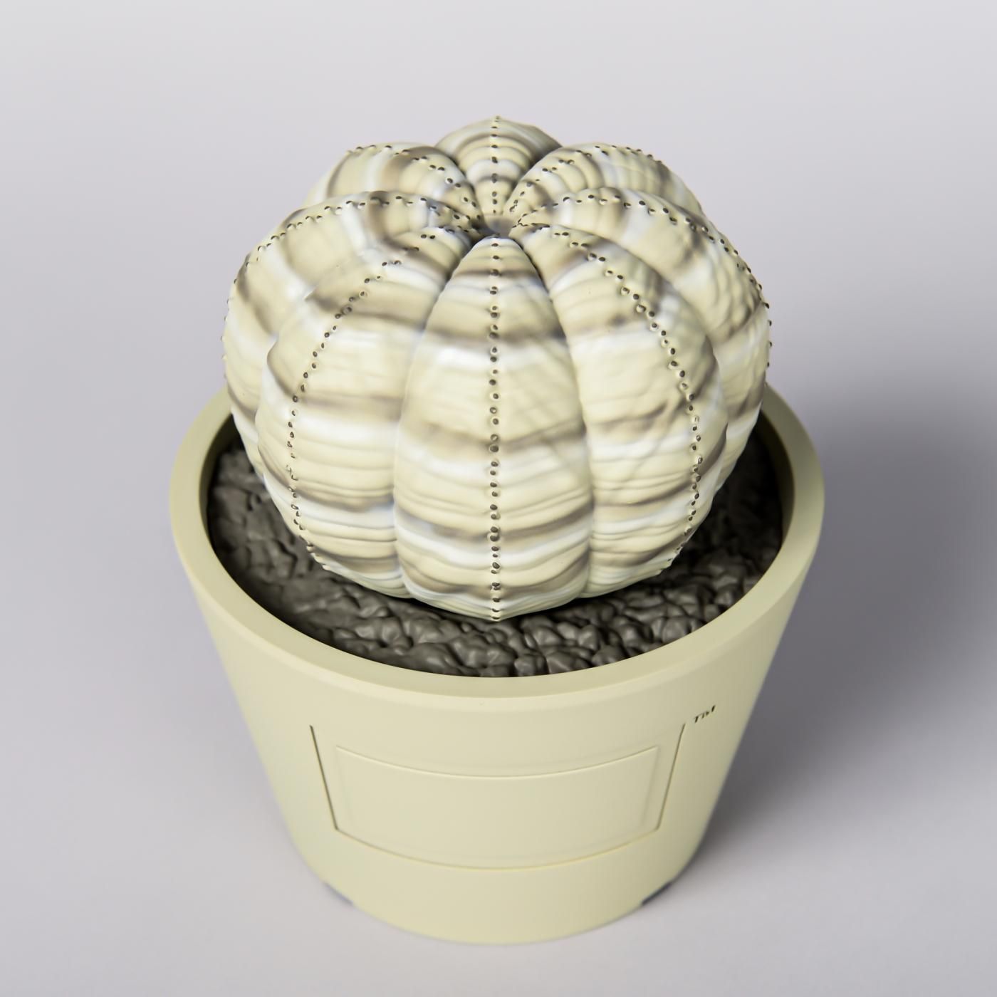 VCD Euphorbia obesa var.BEIGE