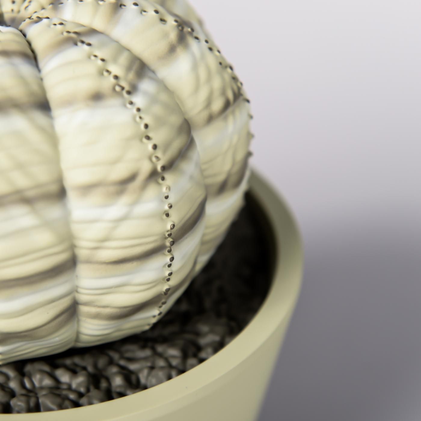 VCD Euphorbia obesa var.BEIGE