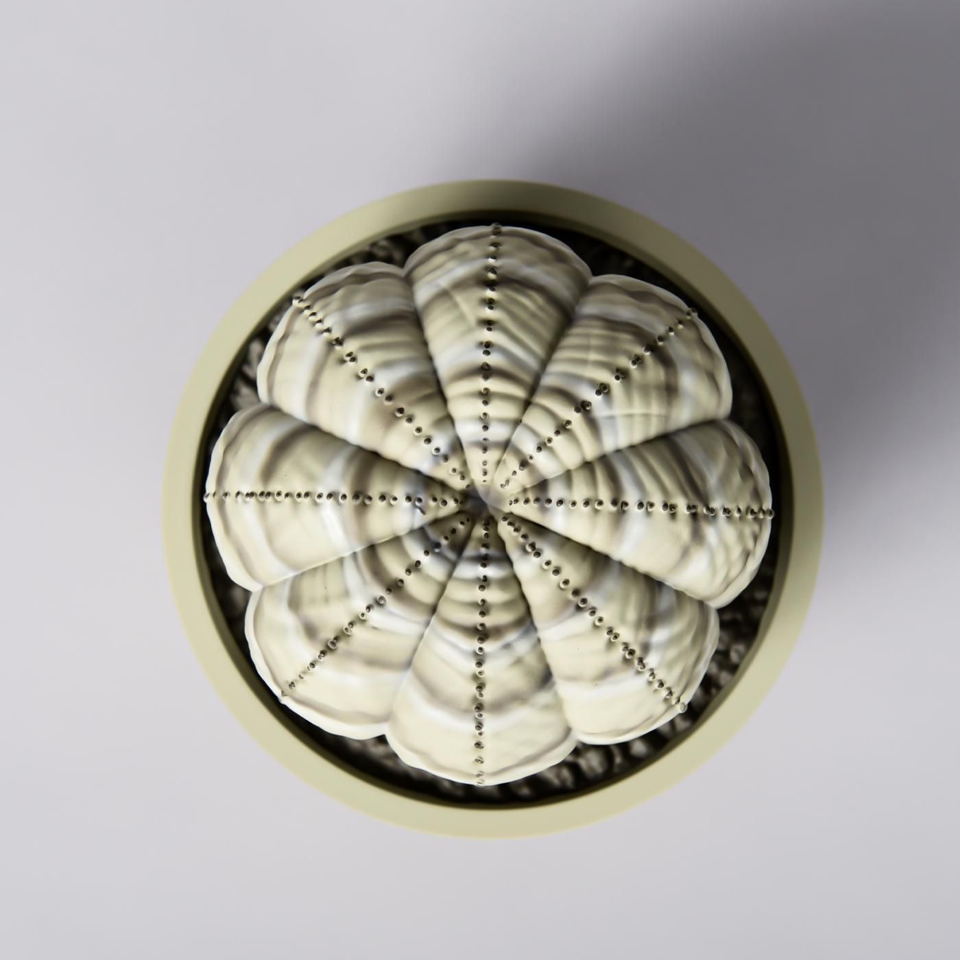 VCD Euphorbia obesa var.BEIGE