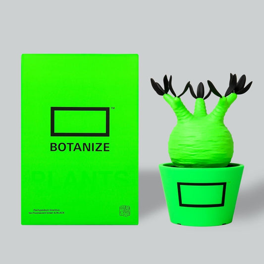 VCD Pachypodium Gracilius Fluorescent Green & Black