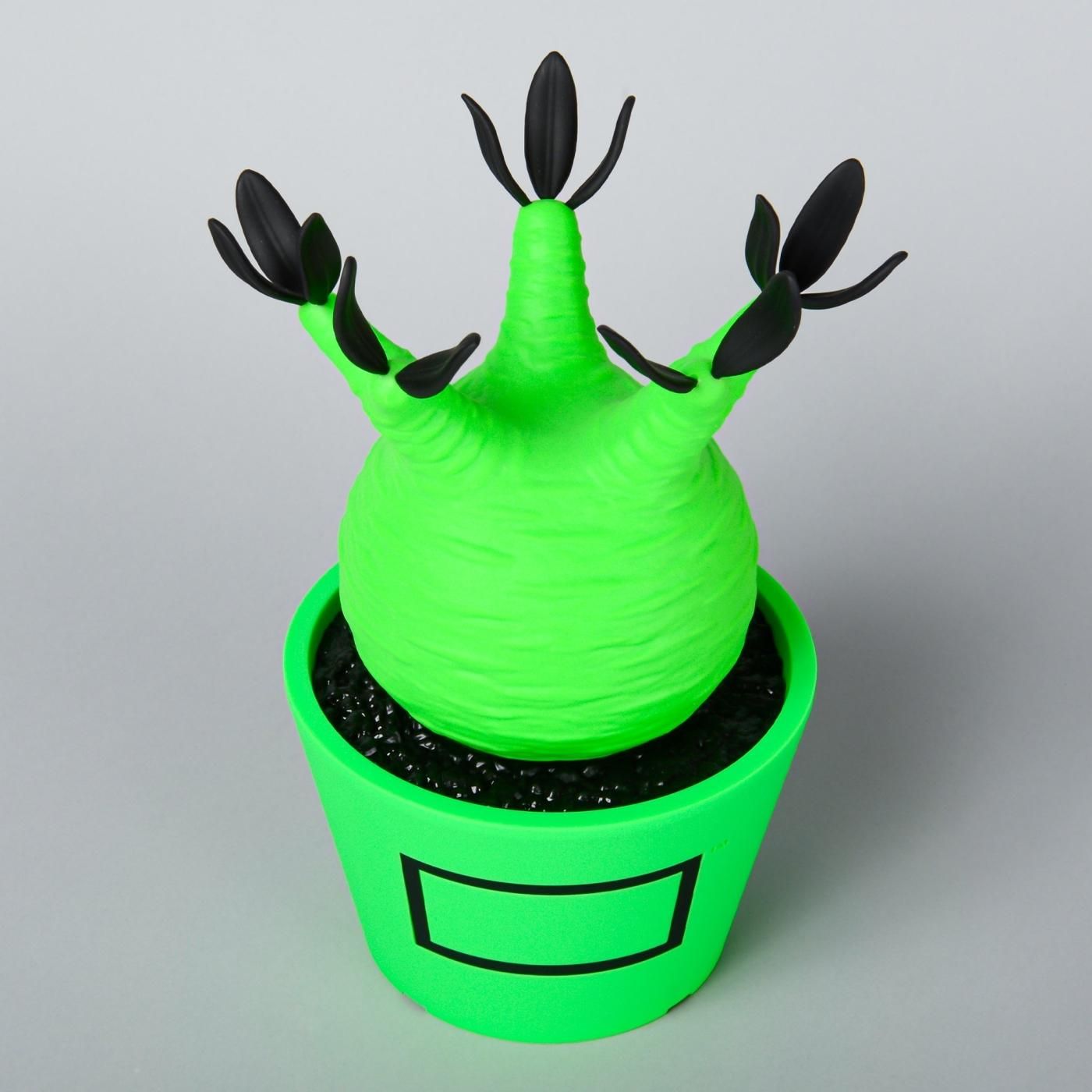 VCD Pachypodium Gracilius Fluorescent Green & Black