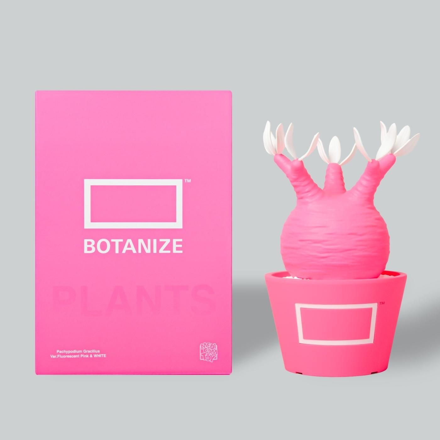 VCD Pachypodium Gracilius Fluorescent Pink & White