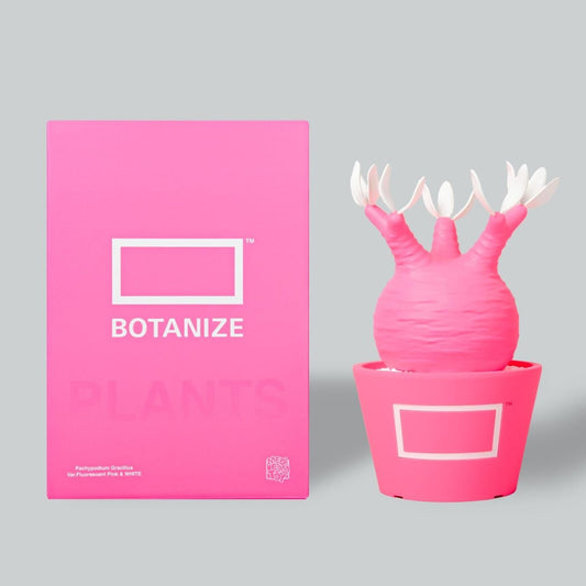 VCD Pachypodium Gracilius Fluorescent Pink & White