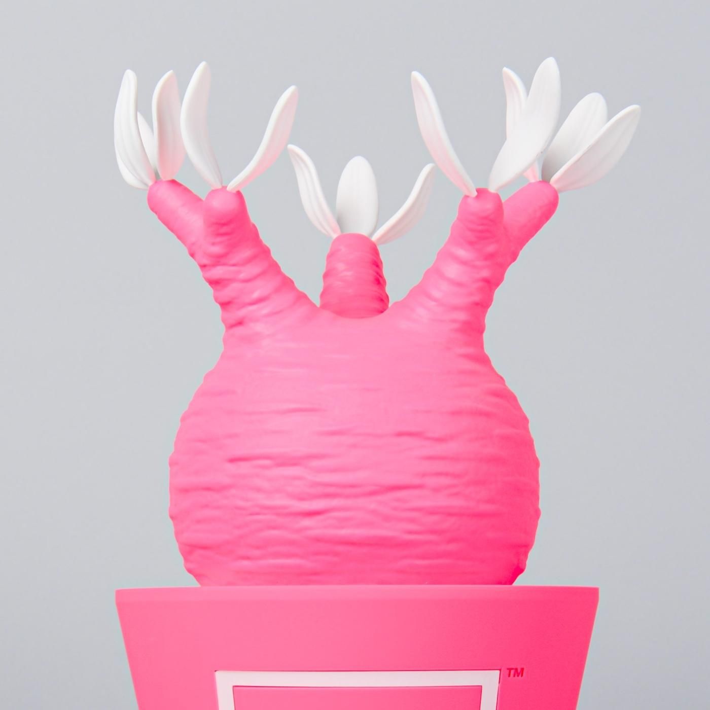 VCD Pachypodium Gracilius Fluorescent Pink & White