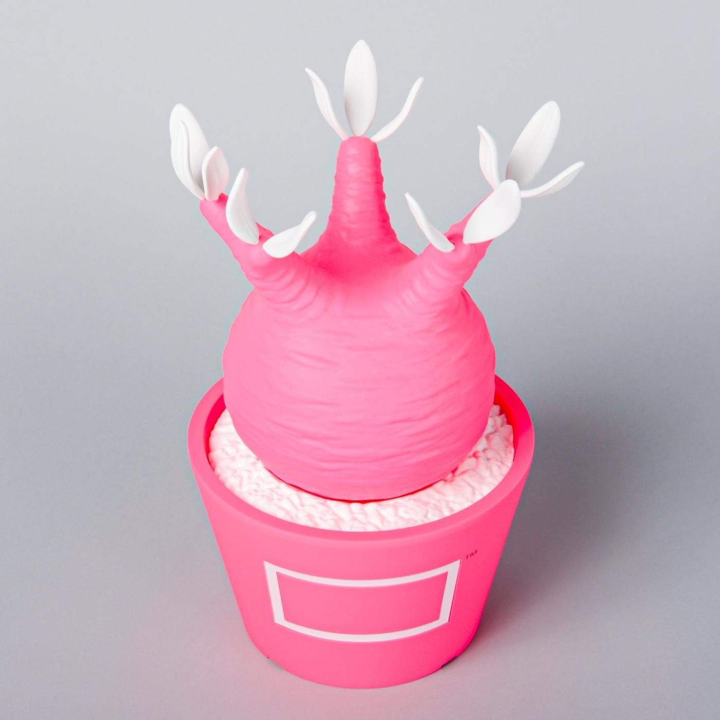 VCD Pachypodium Gracilius Fluorescent Pink & White