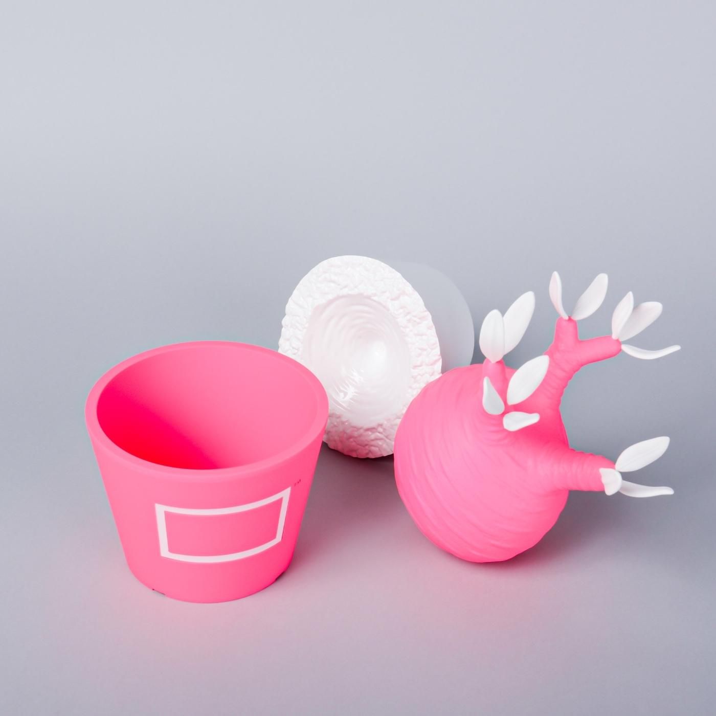 VCD Pachypodium Gracilius Fluorescent Pink & White