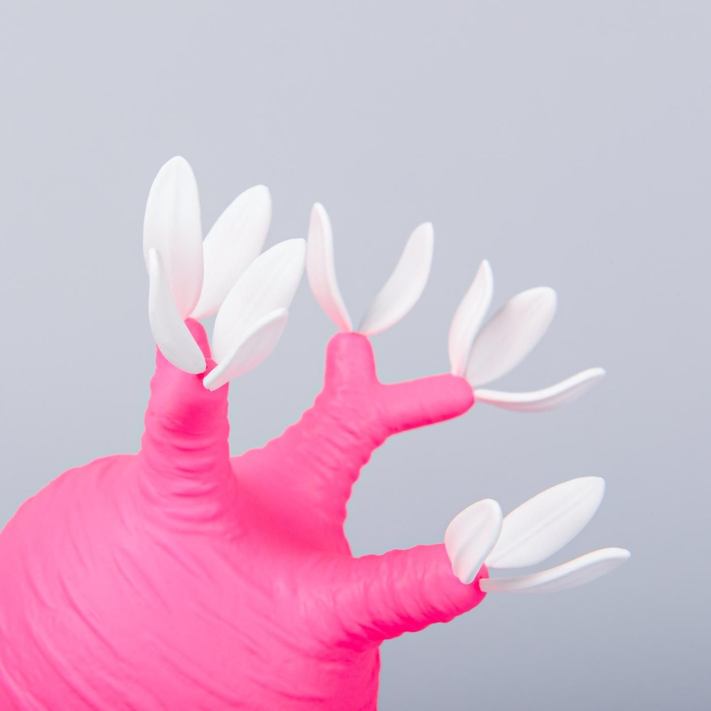 VCD Pachypodium Gracilius Fluorescent Pink & White