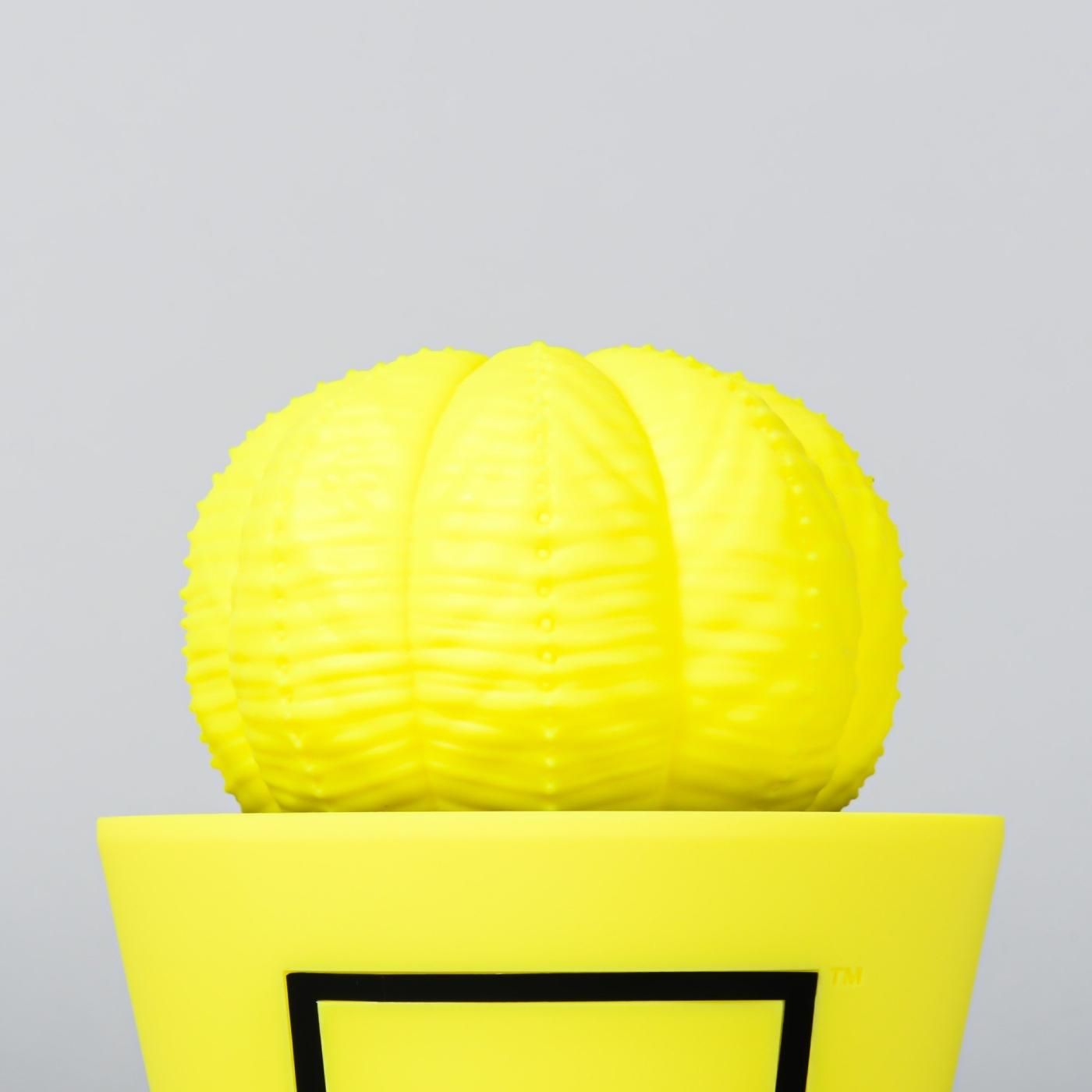 VCD Euphorbia obesa Fluorescent Yellow & Black