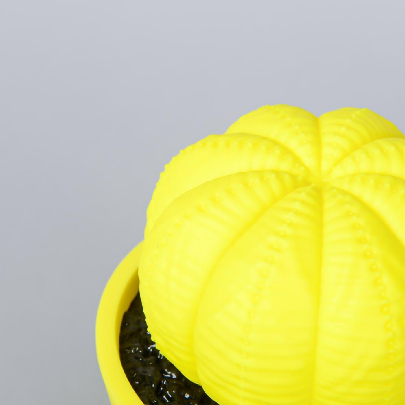 VCD Euphorbia obesa Fluorescent Yellow & Black