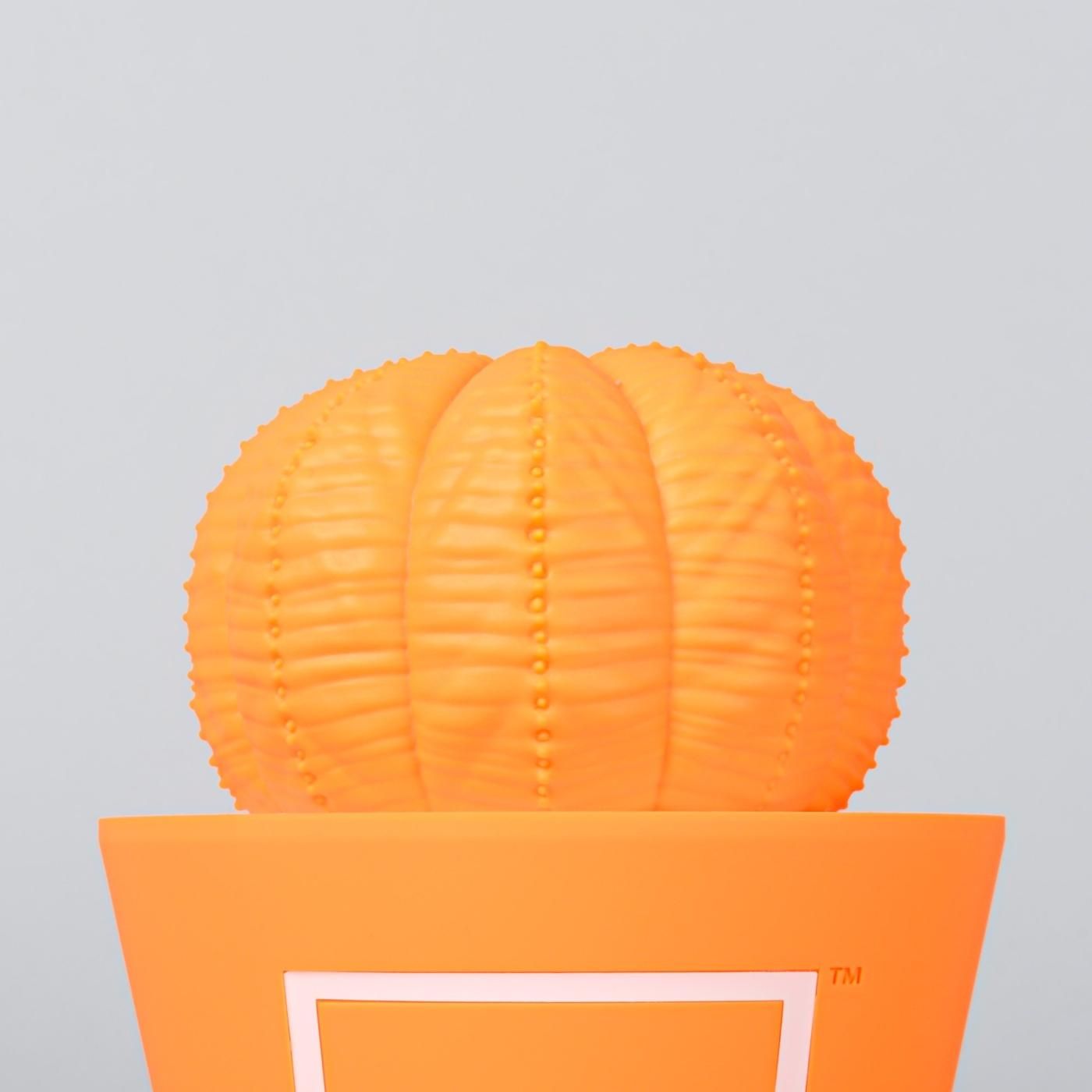 VCD Euphorbia obesa Fluorescent Orange & White