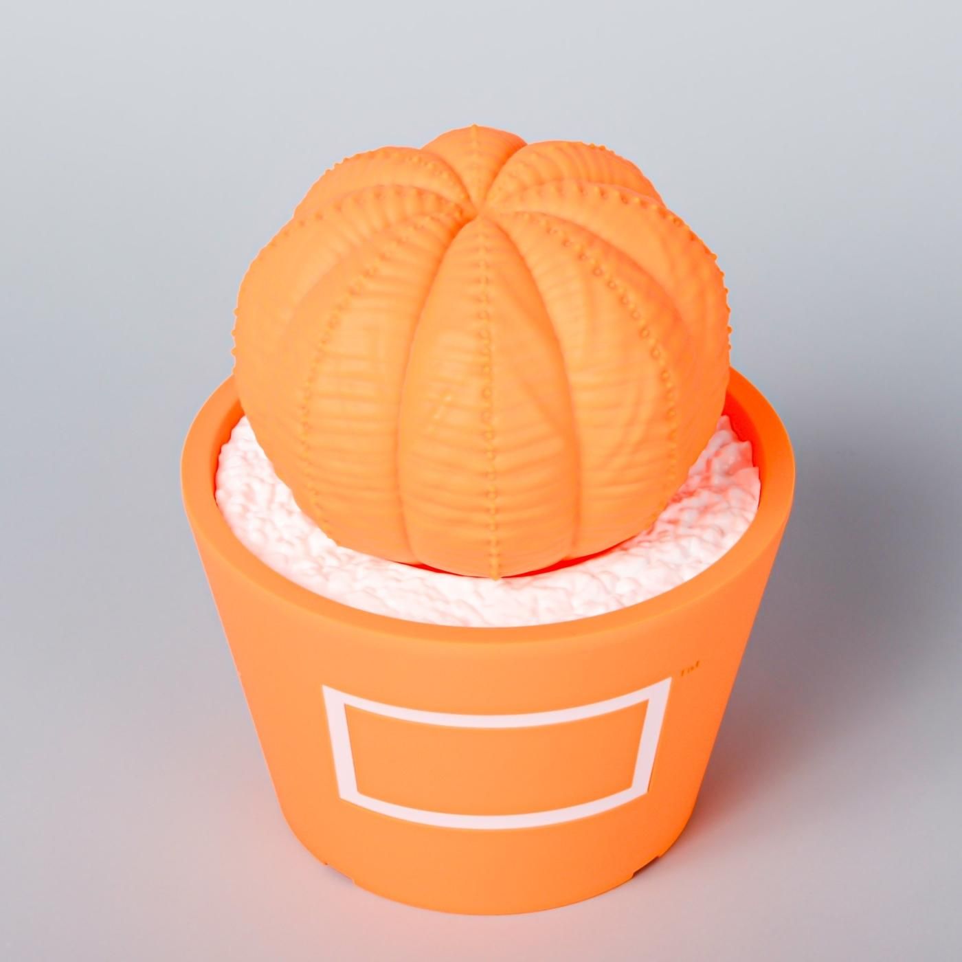 VCD Euphorbia obesa Fluorescent Orange & White