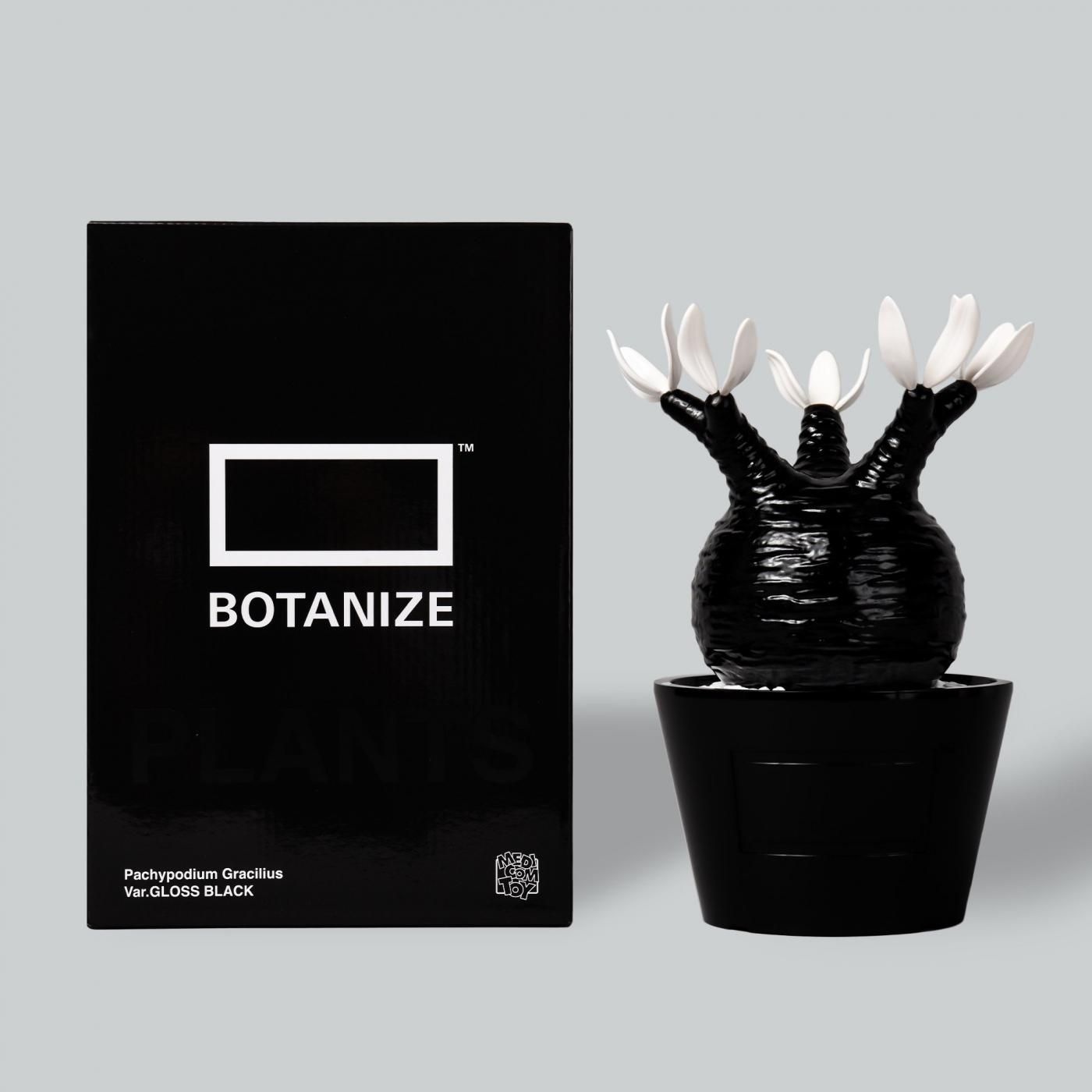 Pachypodium Gracilius gloss var. BLACK