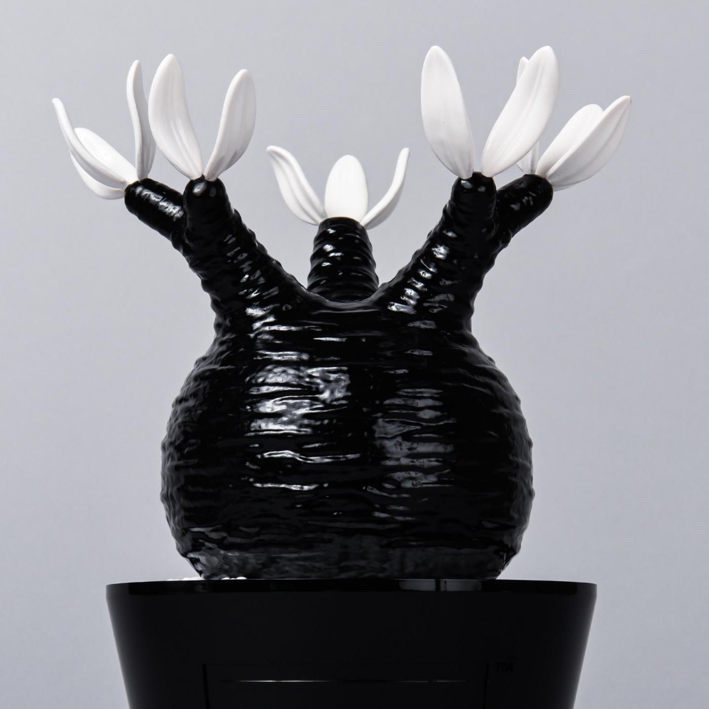 Pachypodium Gracilius gloss var. BLACK