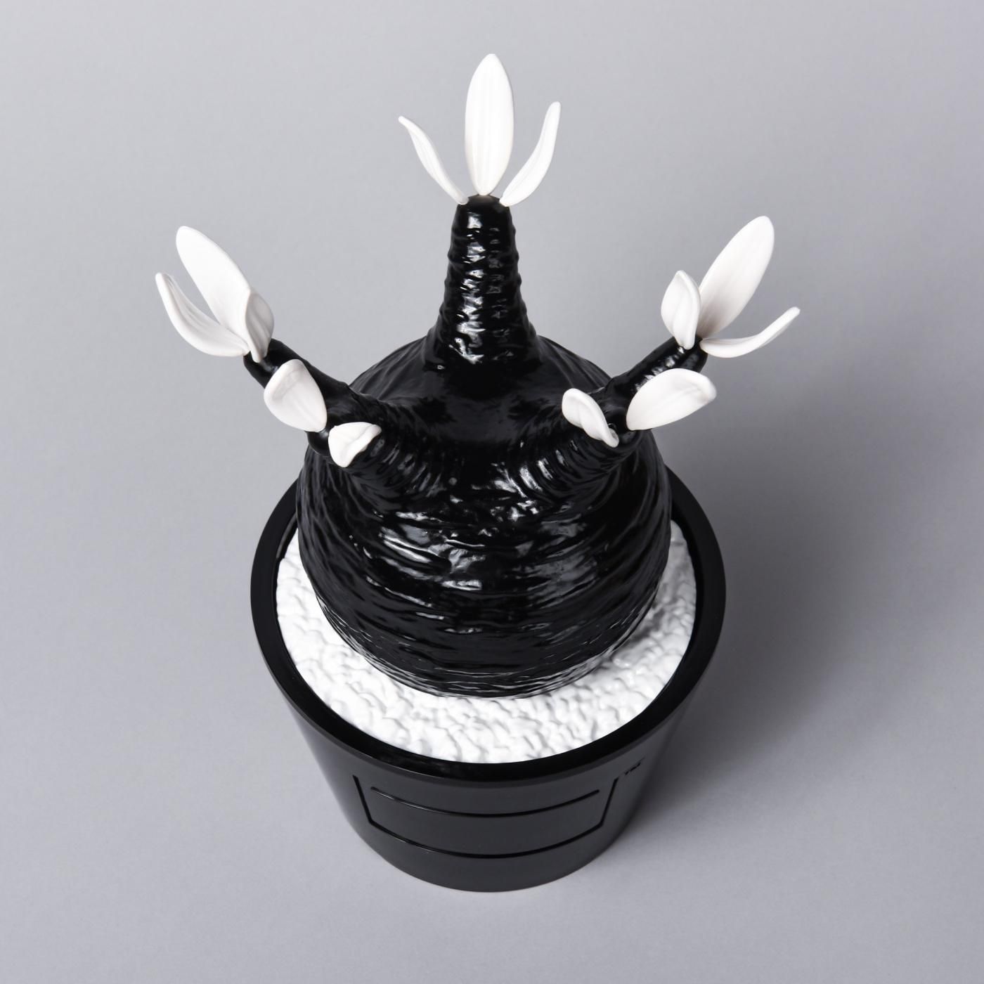 Pachypodium Gracilius gloss var. BLACK