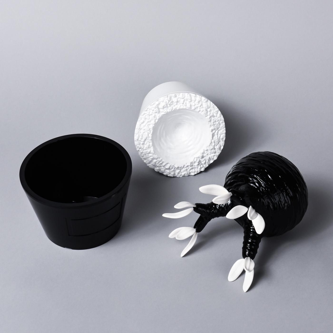 Pachypodium Gracilius gloss var. BLACK