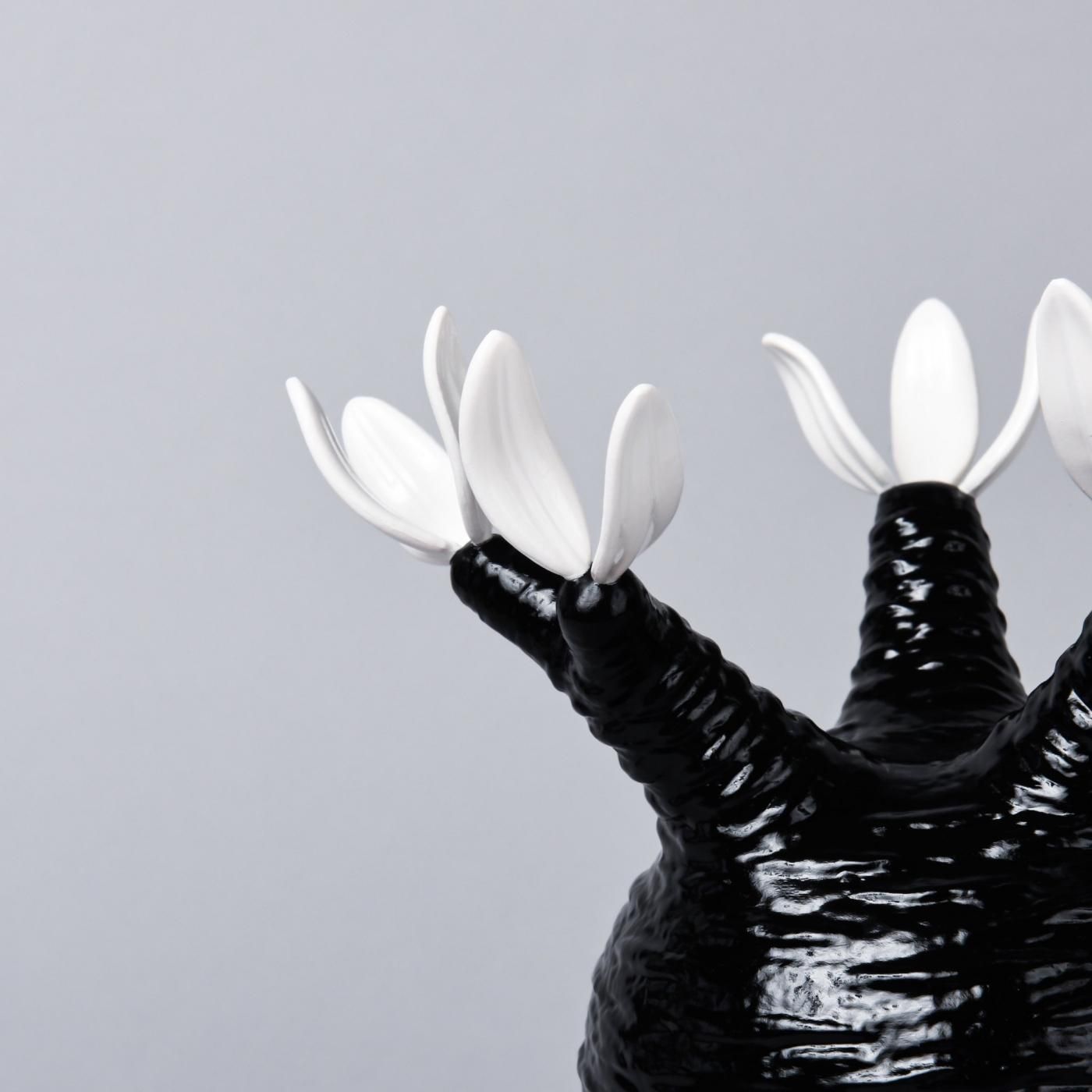 Pachypodium Gracilius gloss var. BLACK