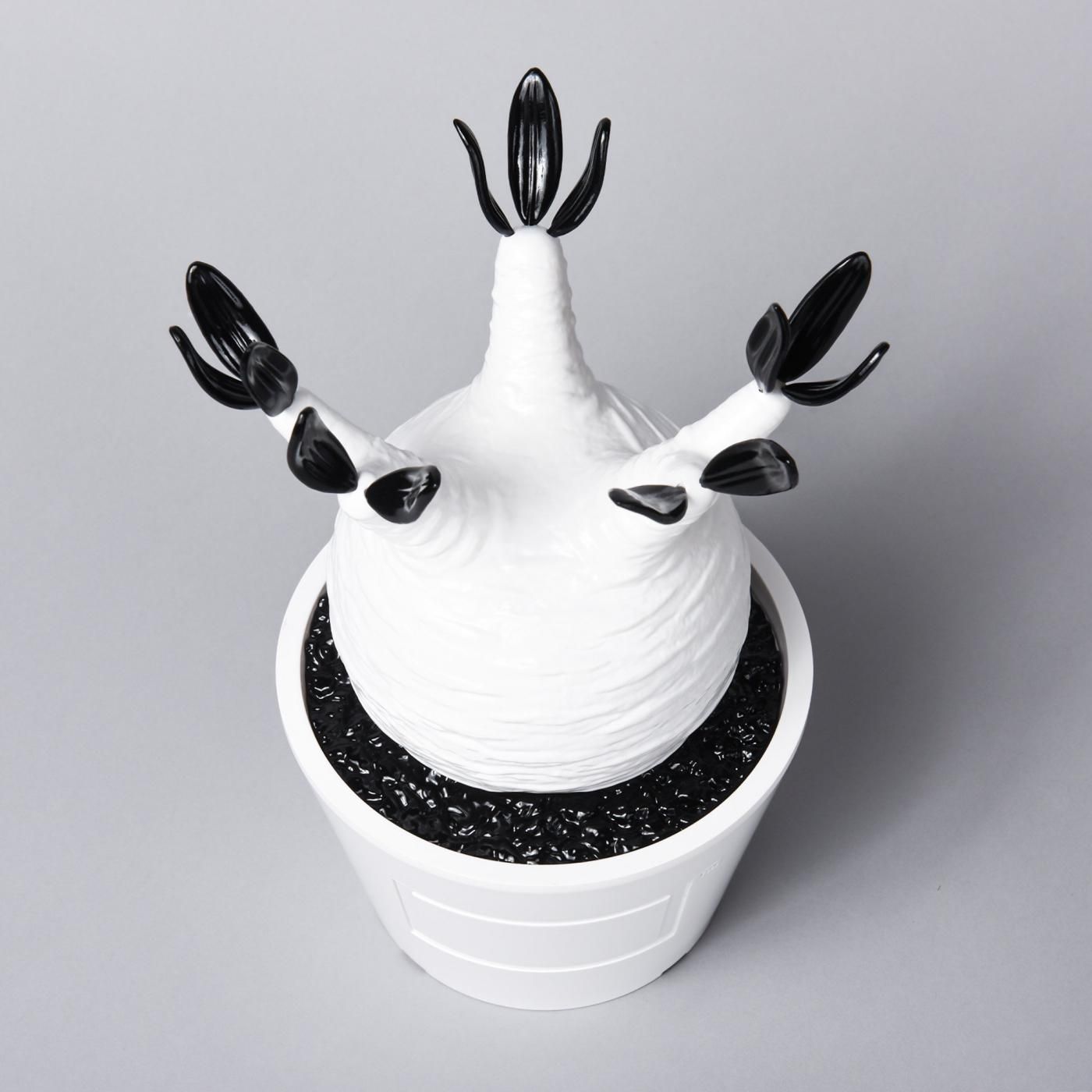Pachypodium Gracilius gloss var. WHITE