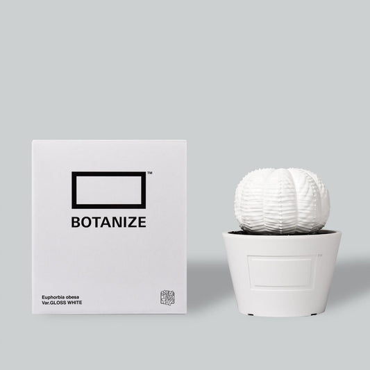 VCD Euphorbia obesa gloss var. WHITE