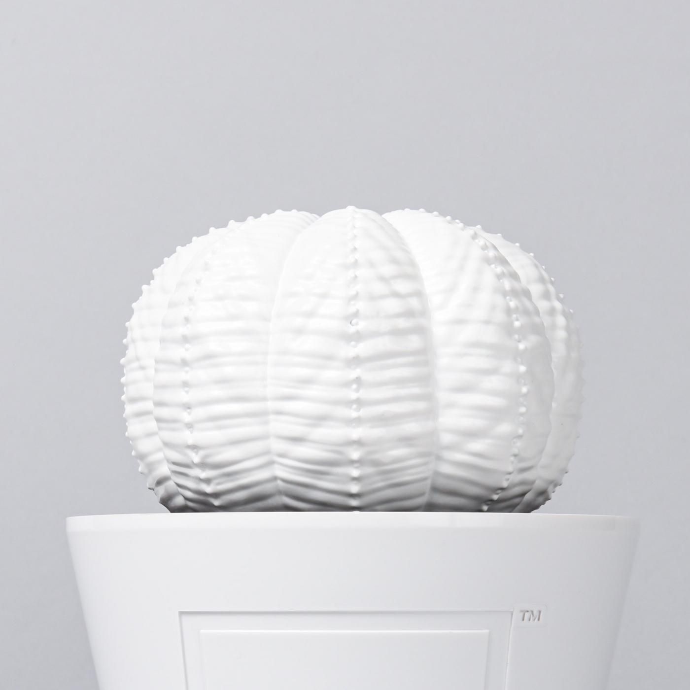 VCD Euphorbia obesa gloss var. WHITE