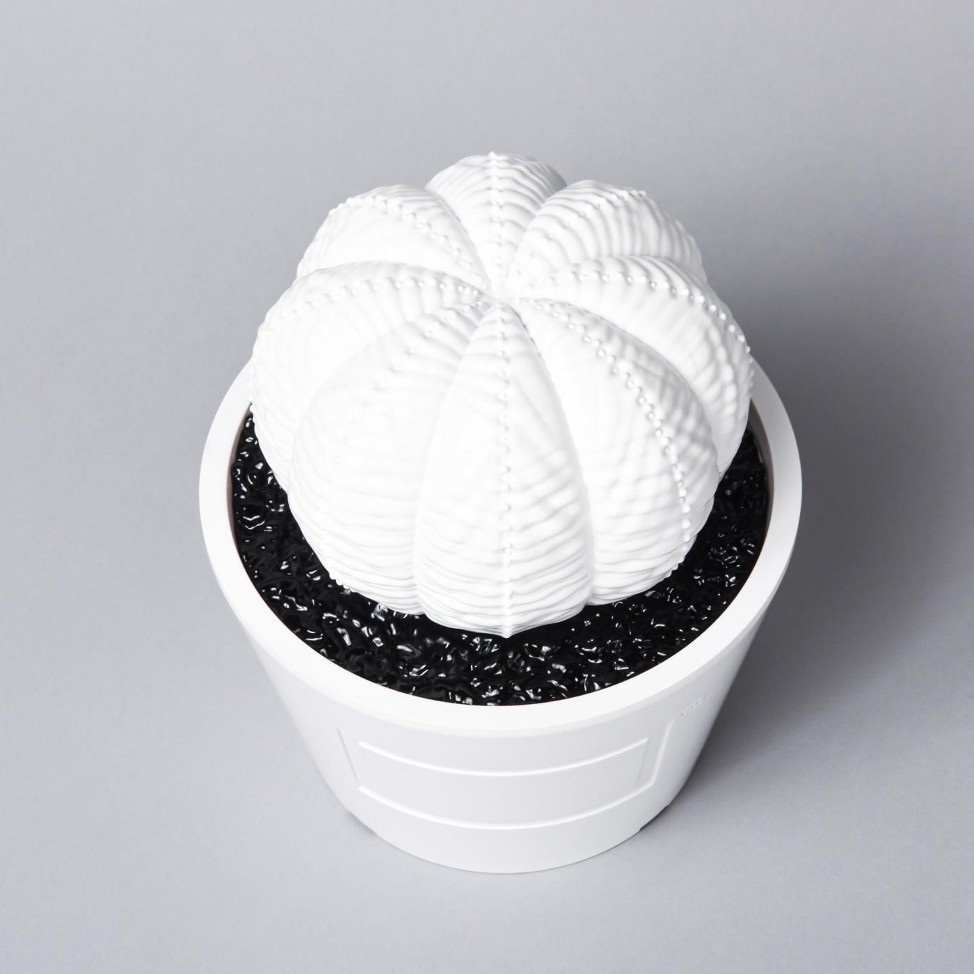 VCD Euphorbia obesa gloss var. WHITE