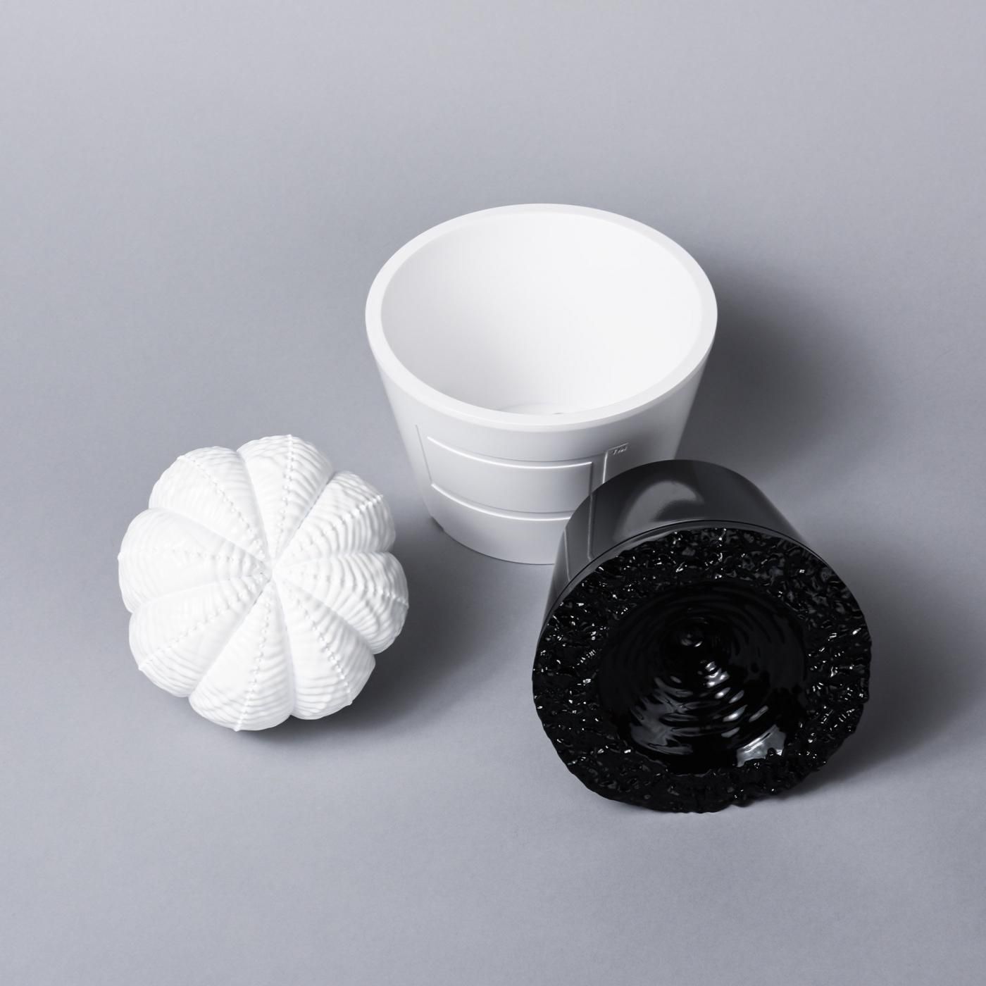 VCD Euphorbia obesa gloss var. WHITE