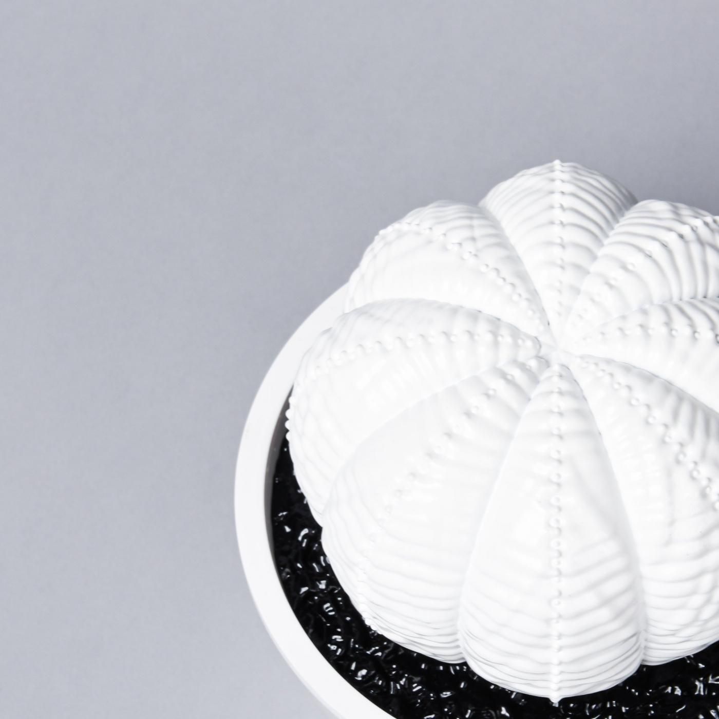 VCD Euphorbia obesa gloss var. WHITE