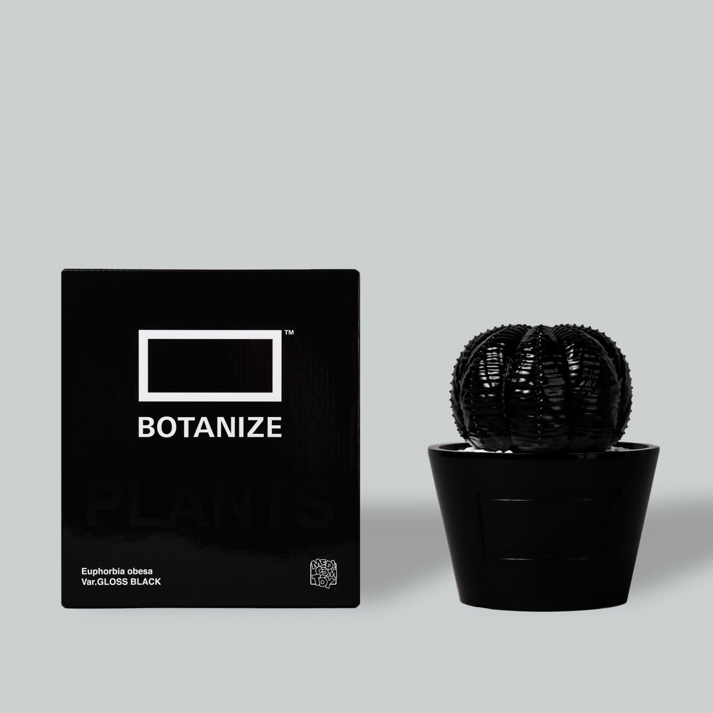 VCD Euphorbia obesa glosst var. BLACK