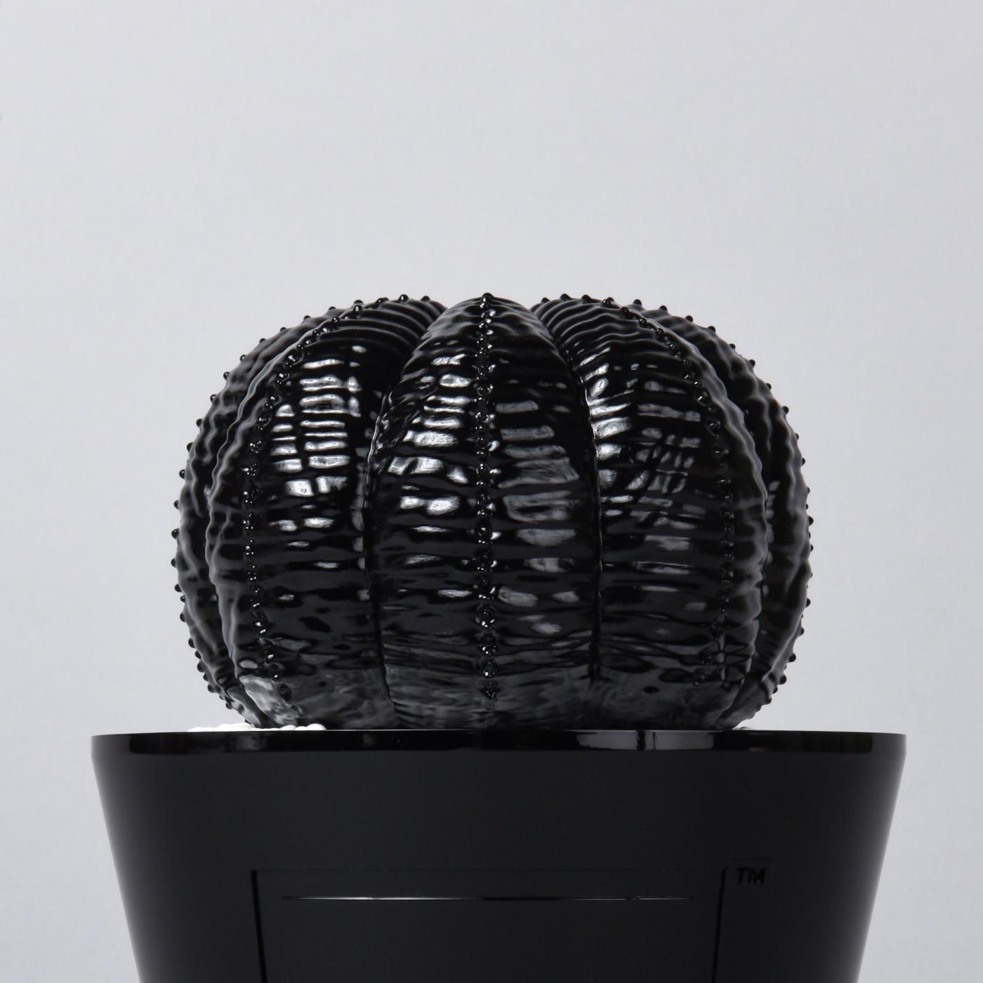 VCD Euphorbia obesa glosst var. BLACK