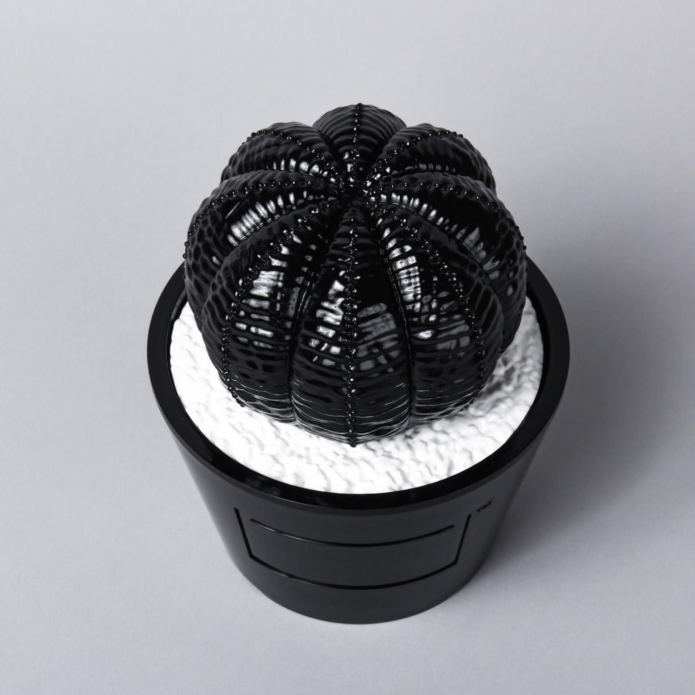 VCD Euphorbia obesa glosst var. BLACK