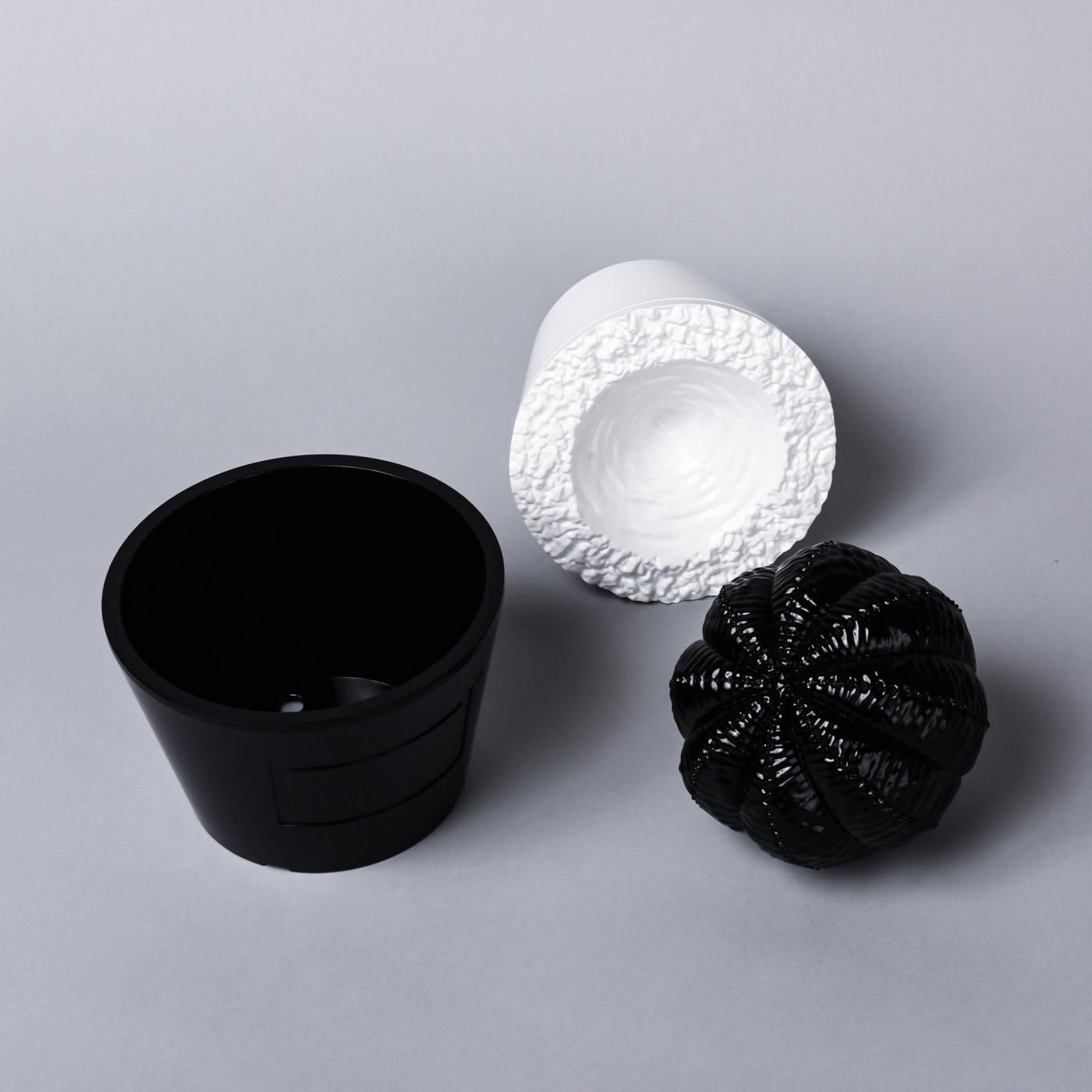 VCD Euphorbia obesa glosst var. BLACK