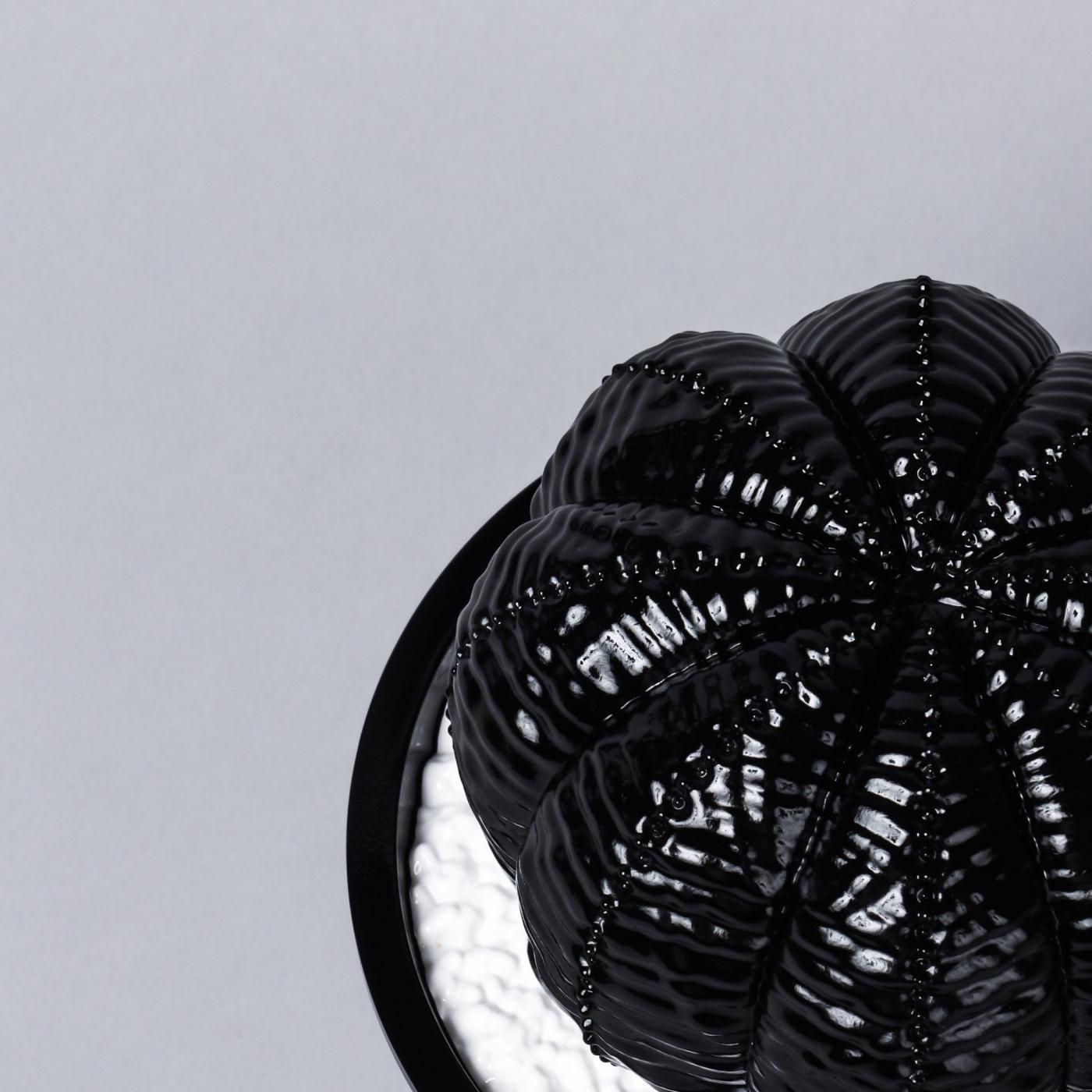 VCD Euphorbia obesa glosst var. BLACK