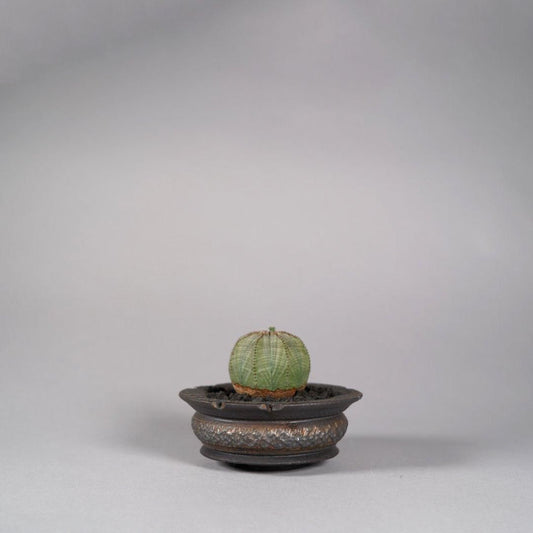 Euphorbia obesa(B) × “GOUJIN”POT