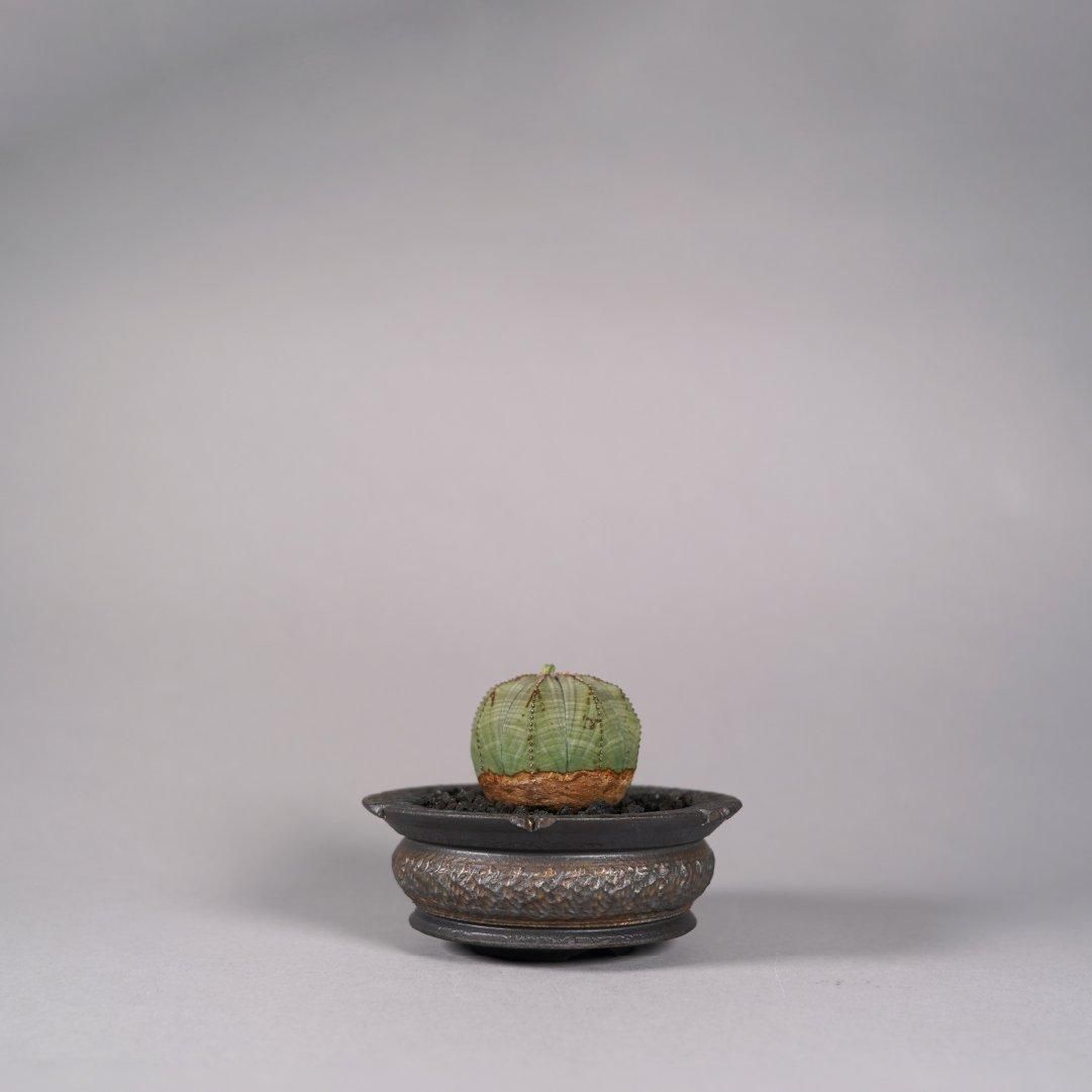 Euphorbia obesa(B) × “GOUJIN”POT