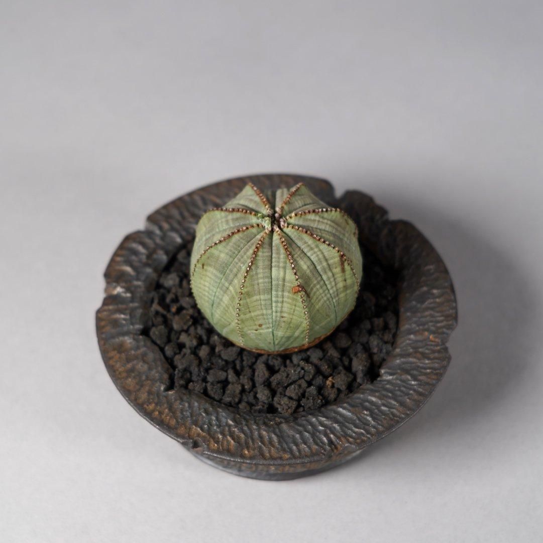 Euphorbia obesa(B) × “GOUJIN”POT