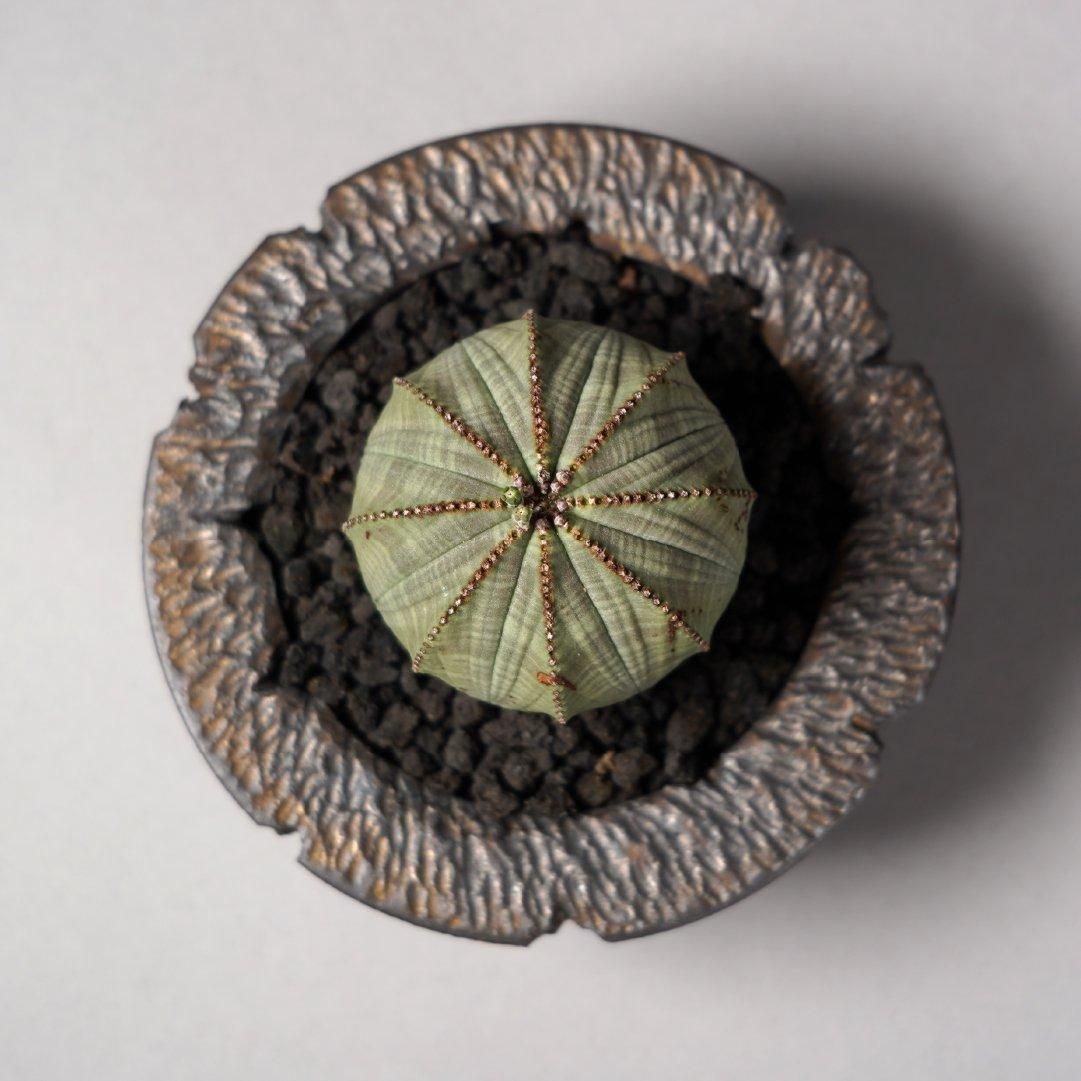 Euphorbia obesa(B) × “GOUJIN”POT
