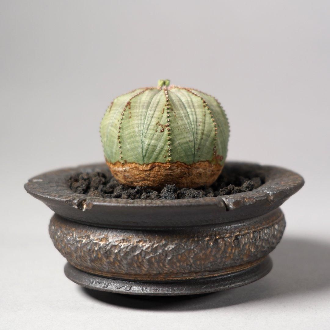 Euphorbia obesa(B) × “GOUJIN”POT