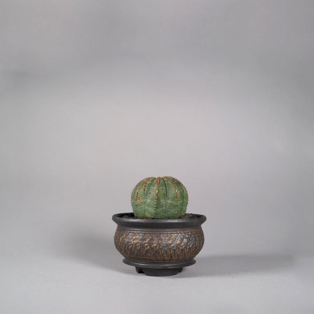Euphorbia obesa(A) × “GOUJIN”POT